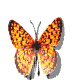 farfalla arancione.gif